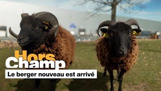 Le berger nouveau est arrivé • FRANCE 24