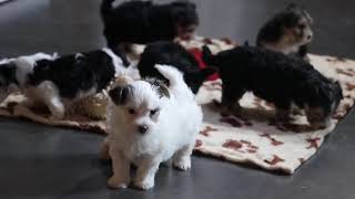 Morkie Puppies For Sale
