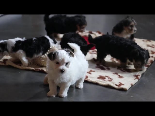 Hugo video thumbnail