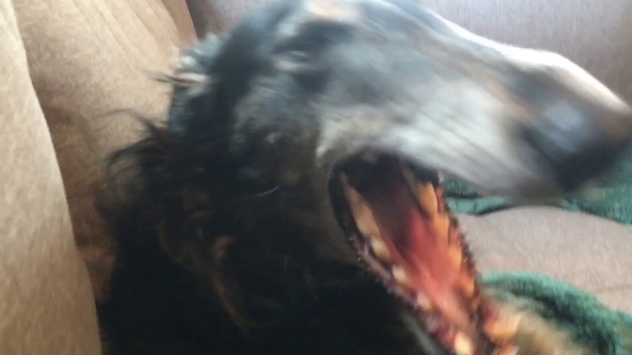 Bandit talks and sings! Borzoi howling