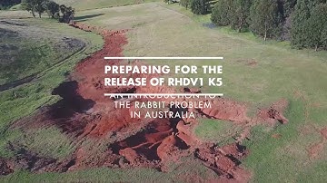 An introduction to the rabbit problem in Australia