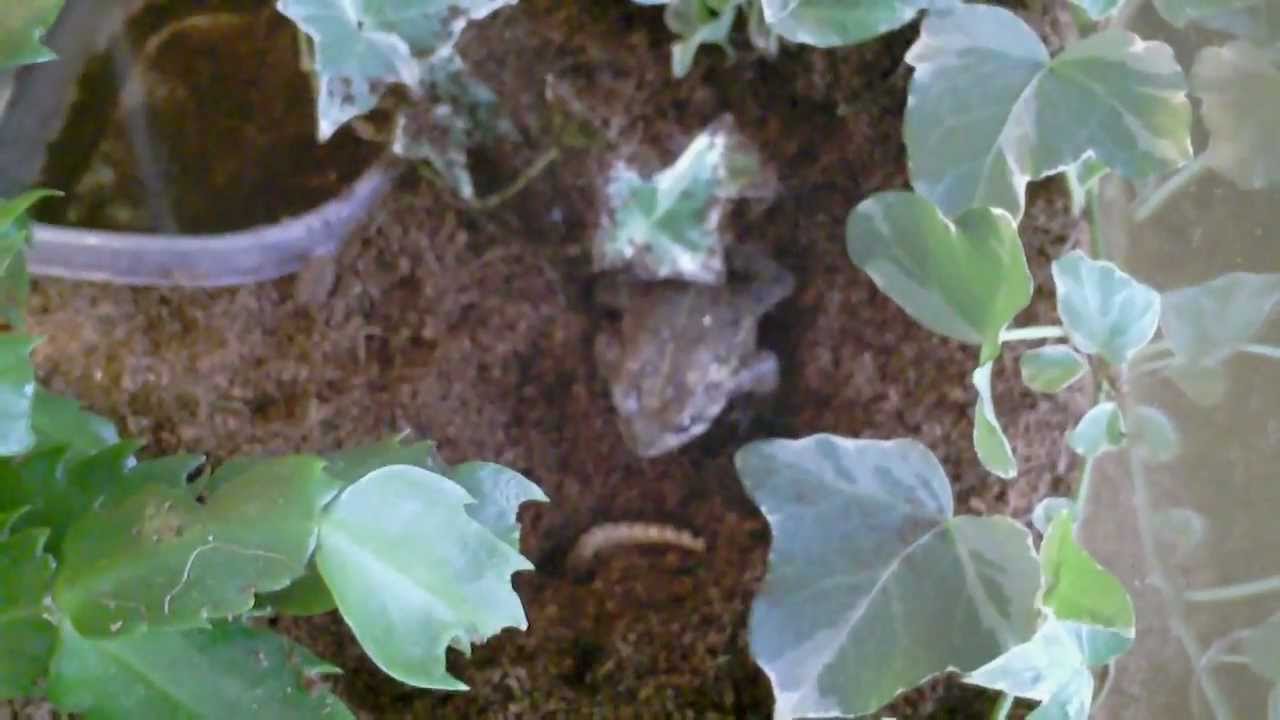 lizard skin grips num num num (toad feeding)