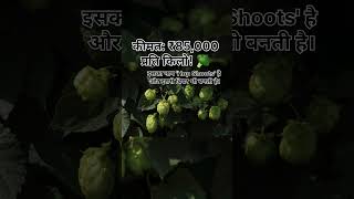 ₹85,000 किलो की सब्जी! 💰😱