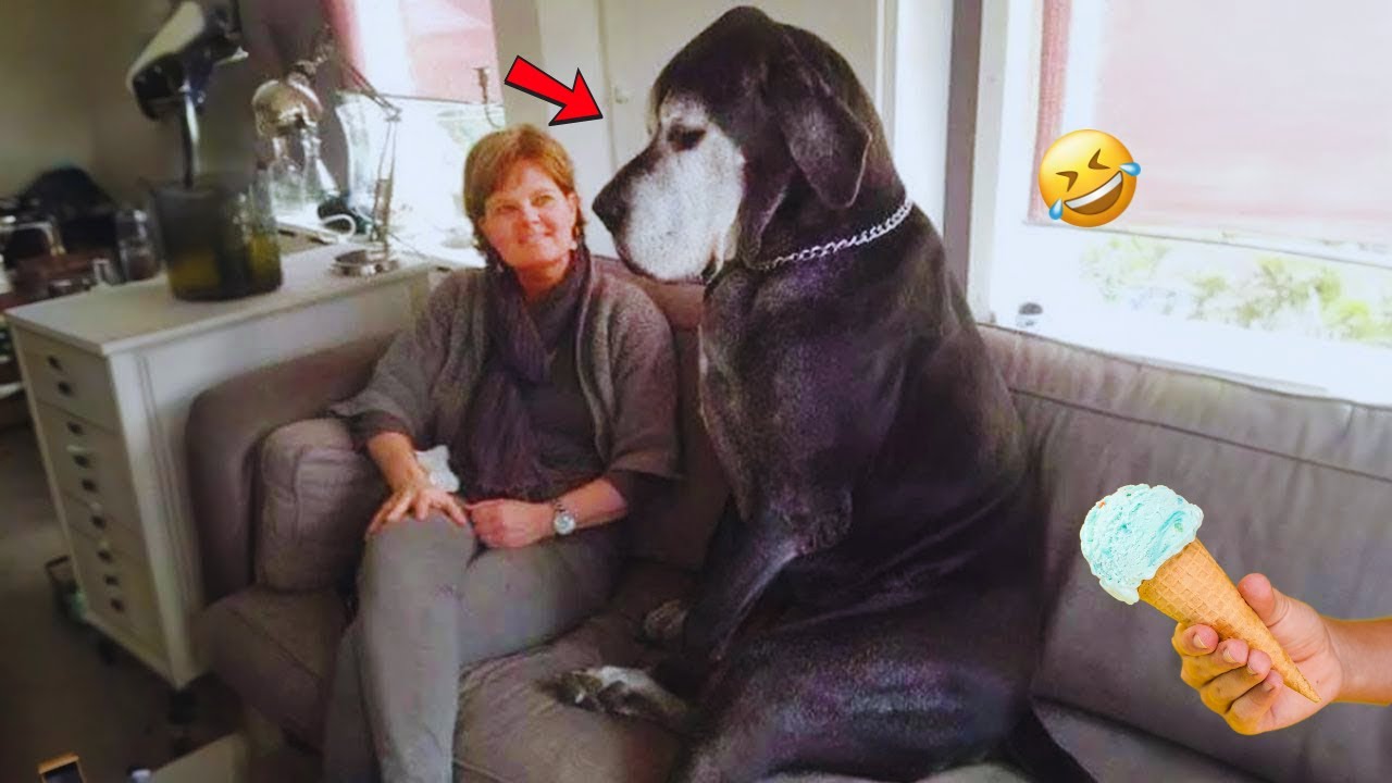 Funny DOGS videos 2024 😁🐶 New Funniest Animal Videos #12