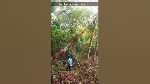 very dangerous!! cutting down a coconut tree that is stuck#chainsaw#cuttingdowntrees#shorts