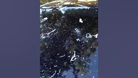 Prank for Cinco De Mayo