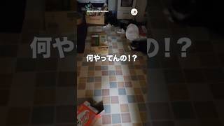 【深夜2時】破魔矢やないか!｜PECO