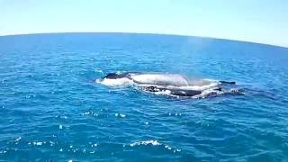 Scuba diving with whales off the Dampier Archipeligo
