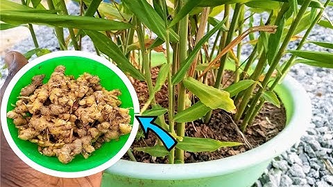 How to grow Ginger in containers at home for a bountiful harvest