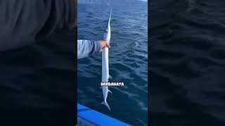 Hati-hati! Ikan Ini Bisa Menusukmu Seperti Tombak 😱⚠️ #faktamenarik #faktaunik #faktadunia