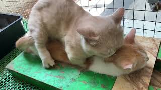 Cat in heat  || Bơ vs MiMo3 || Munchkin Mate || Cat breeding