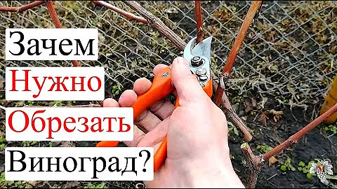Зачем НУЖНО ОБРЕЗАТЬ Виноград?