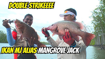 Double Strikeeee, Panen Ikan MJ Alias Mangrove Jack | Mancing Mania (29/08/22)
