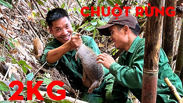 CHUỘT RỪNG 2KG-TỰ THỢ RỪNG