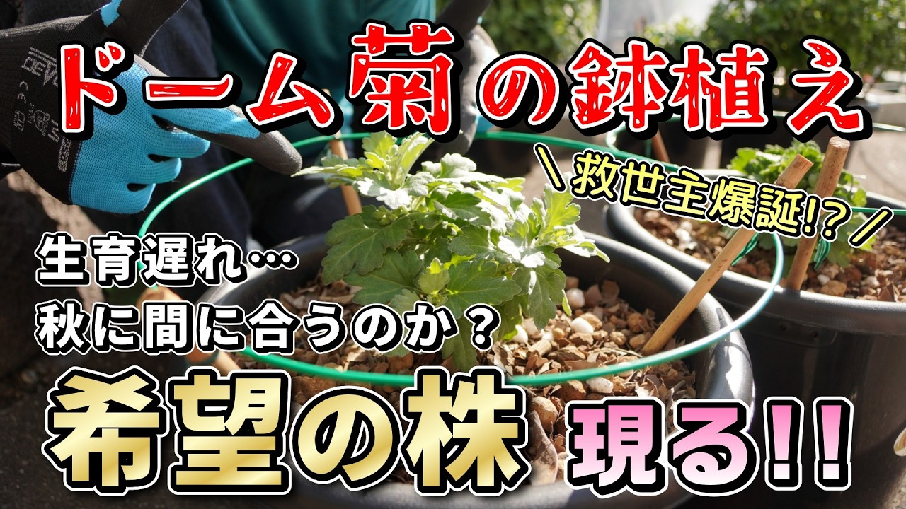 ドーム菊2025④ 生育が遅れています…実は順調な株も!? 液肥の新しい工夫
