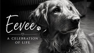 Saying Goodbye To Eevee  A Celebration Of Life