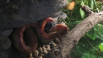 Feeding my corn snakes wild caught mice