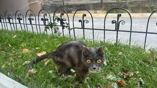 Слепая кошка просила помощи людей сидя на улице в самом центре города | Saving a blind cat