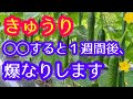 【きゅうり】７月から収穫量を一気に上げるために、今から言うことを実践してみて下さい。