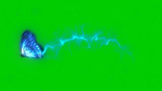 Green screen butterfly flying #2. Unbelievable MUST WATCH by everyone. Butterfly animation.