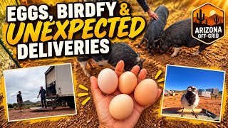 Eggs, BIRDFY and unexpected deliveries
