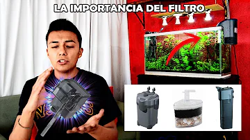 ¿Cuál es la función de un filtro en una pecera?