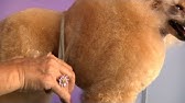 How to groom a Miniature Poodle 3 of 3 - YouTube