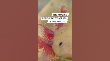 The amazing regenerative ability of the axolotl