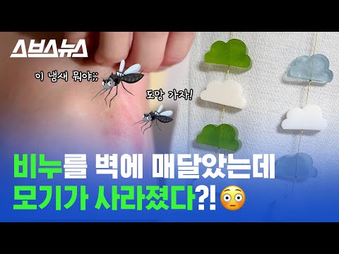 달고나 커피를 이을 신박한 코로나19 가내 수공업 모스큐브 만들어 봄 /스브스뉴스