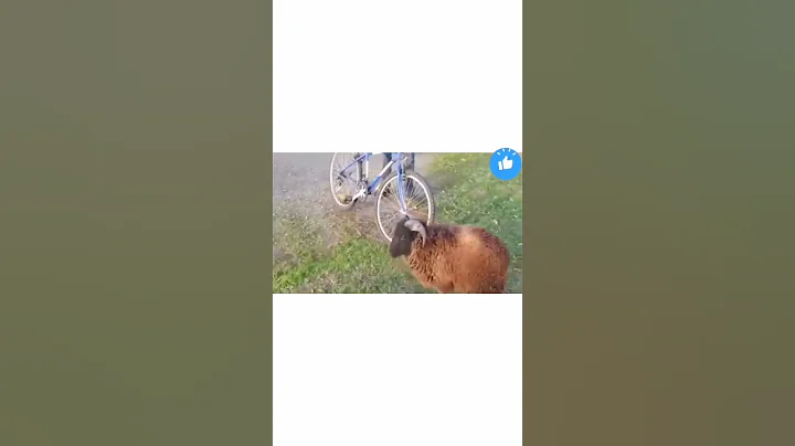 too much angry ram#short (@awwanimals )