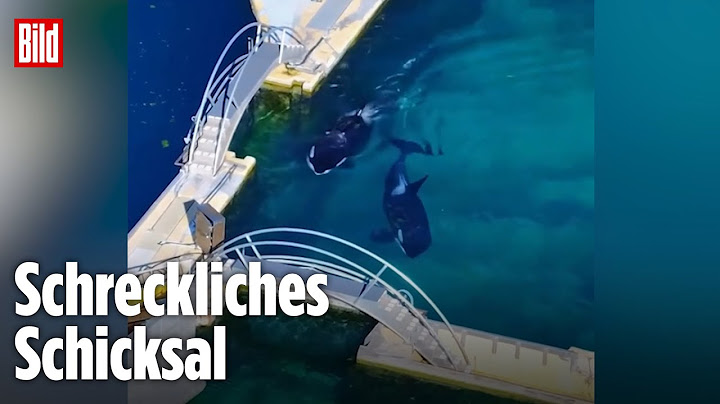 Frankreich: Orcas in verlassenem Wasserpark zurückgelassen