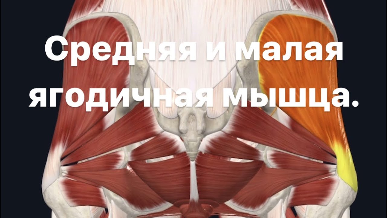 Средняя и малая ягодичная мышца и йога. Анатомия.Синергисты.Антагонисты ...