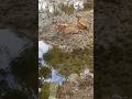 Deer at Nara Park