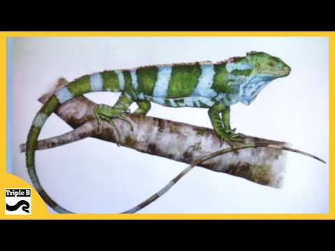 Fijian Iguanas and Responsible Herpetoculture - Triple B TV Ep.237