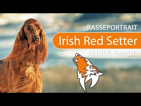 ► Irish Red Setter [2019] Rasse, Aussehen &amp; Charakter