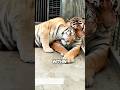 XL Mean Tiger? Nah—He's a Wife Guy! 🐯😂️#animals #funny #cute #shortfeed #tiger