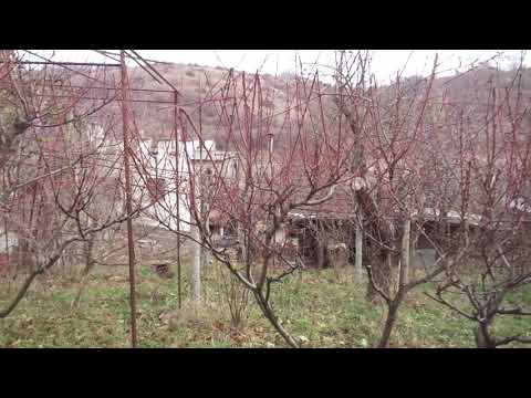 Осенняя обрезка персика - 100 без урожая. И о других глупостях.
