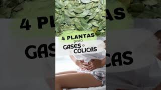 4 Plantas Medicinais para tratar gases e cólicas intestinais