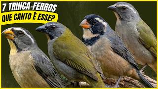 The 7 Most Beautiful Trinca Ferro Birds and Their Impressive Songs! screenshot 5