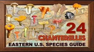 24 CHANTERELLE MUSHROOM SPECIES of the Eastern United States | Complete Identification Guide
