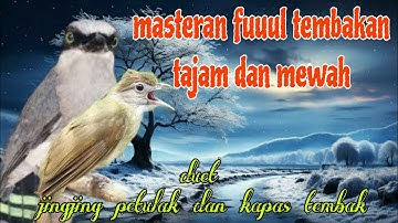 Duet tembakan tajam 🔥🔥 jingjing petulak dan kapas tembak