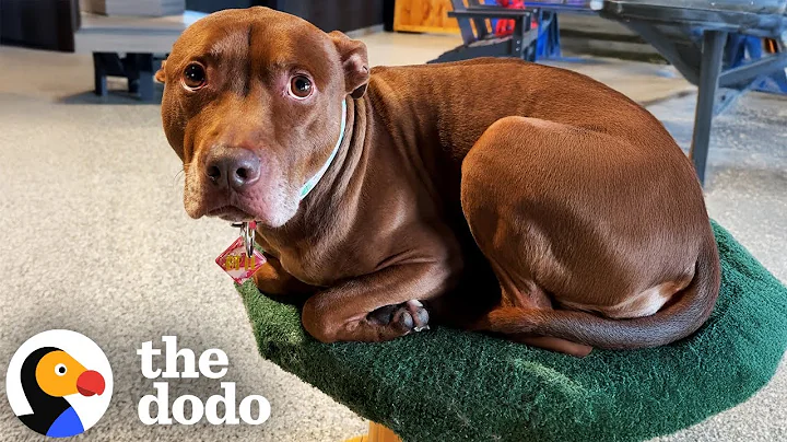 Pittie Raised With Cats Thinks He Is One | The Dodo