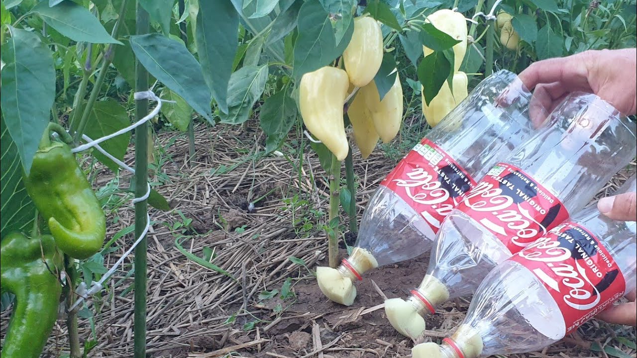 Простейшая система полива растений с помощью пластиковых бутылок