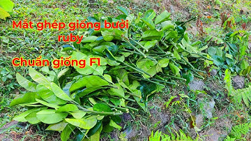 Mắt ghép giống bưởi ruby thái lan | mùa ghép bưởi cải tạo cho nhà vườn | Làm Vườn TV