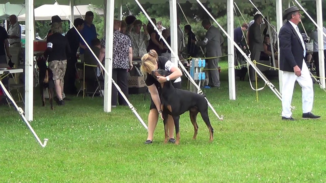 Class Males at Limestone Kennel Club Kingston Ontario, july 27 2014