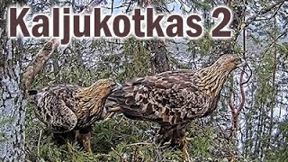 Kaljukotkas 2 :: Aquila chrysaetos :: Golden Eagle