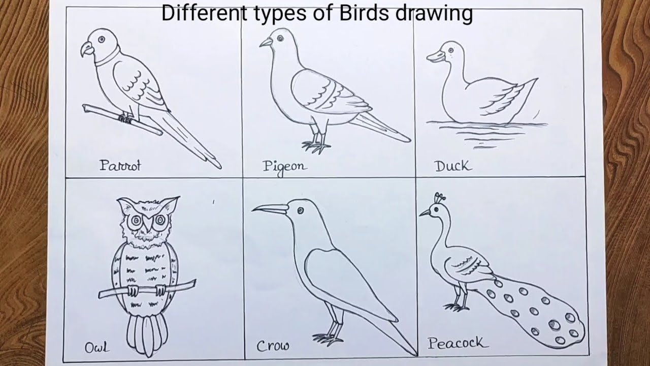 Different types of birds drawing/How to draw different types of ...