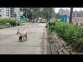 香港粉嶺羊人車融洽生活？ 真係有可能？ 羊咩搞到交通擠塞？