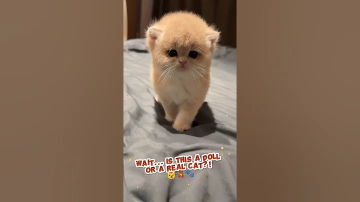 Video 9538181: kitten pets, cats cute animals adorable, cat doll, funny cat, best cat