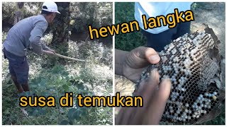umpan mancing papuyu yang galak